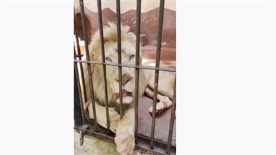 هنفسحك.. الأسد حسين وسعد عشرة عمر في حديقة الحيوانات بالجيزة