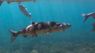 أستاذة علوم بحار بجامعة السويس: التغيرات المناخية تؤدي إلى انقراض بعض الأنواع