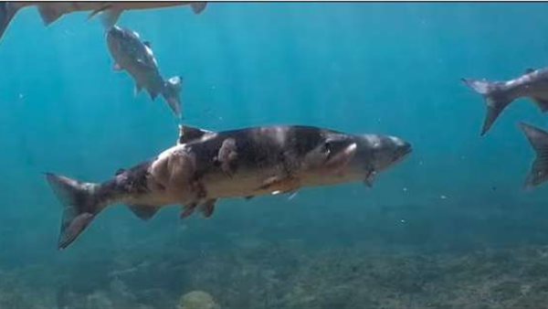 أسماك السلمون 