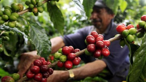 مزارع القهوة فيتنام