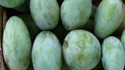  ملكة الفواكه.. 4 أضرار للمانجو يمكن أن يُصاب بها جسم الإنسان