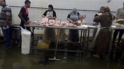 ضبط 1800 كيلو دواجن لمخالفتها إجراءات الذبح بالغربية