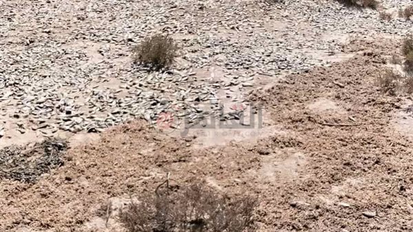 أطنان من أسماك الزريعة