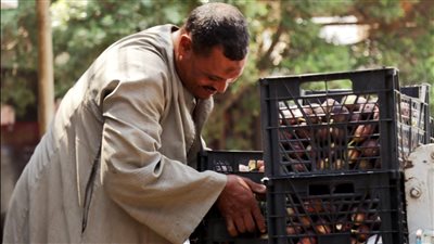 إقبال متوسط من تجار الفاكهة على سوق الجملة بأكتوبر