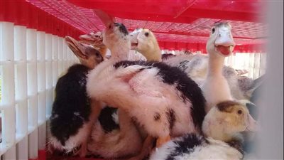 محافظ البحيرة: 1870 مستفيدا من مشروع 