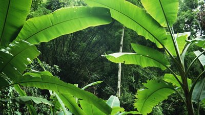 يعالج الحمى ونزلات البرد.. تعرف على فوائد أوراق الموز