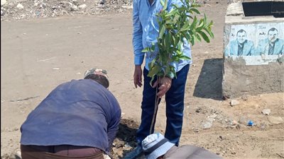 زراعة 1500 شجرة مثمرة بسيدي غازي في كفر الشيخ (صور)