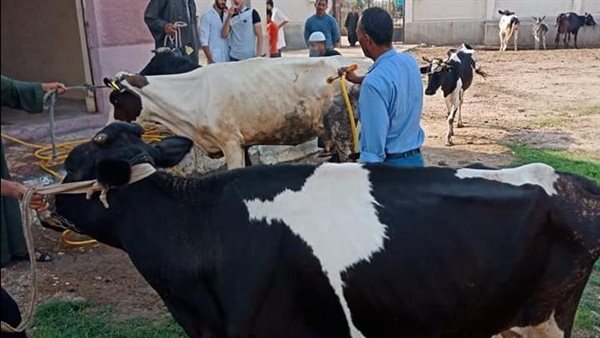 علاج ورش رؤوس الماشية