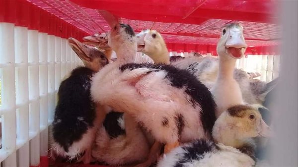 مشروع تربية البط