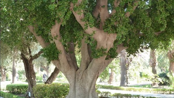 أشجار - تعبيرية