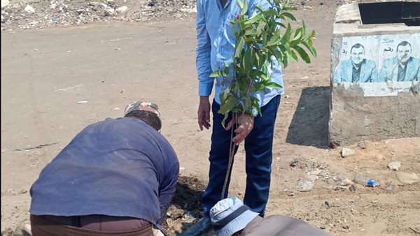 زراعة شجر مثمر بكفر