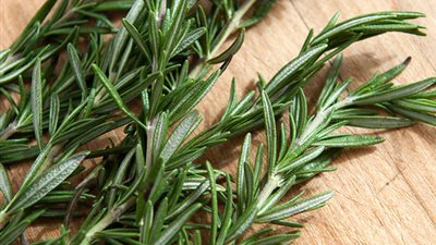 5 أضرار تسببها عشبة الروزماري..تعرَّف عليها