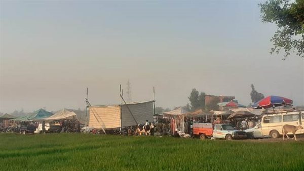 سوق مواشي الزقازيق