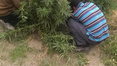 مُخدرات وسط الذرة.. التحفظ على 5 أفدنة مزروعة 