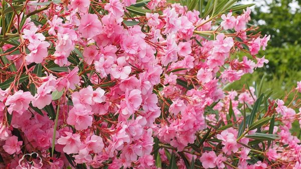 نبات الدفلة