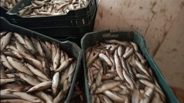 ضبط أسماك فاسدة بالبحيرة