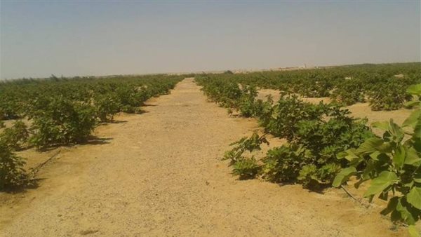 أرض زراعية - أرشيفية