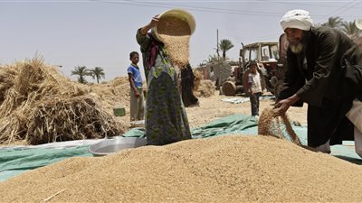 وزير الزراعة: 45% نسبة الاكتفاء الذاتي من القمح.. والتراجع بسبب الزيادة السكانية (فيديو)