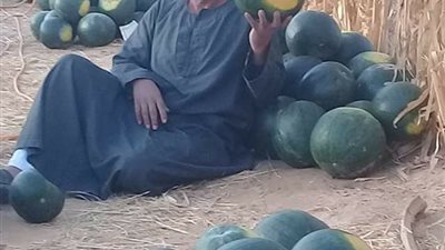 حملة لتعطيش السوق | “القاهرة 24” يتتبع رحلة البطيخ من الأرض للسوق.. وتضاعف سعره 10 مرات