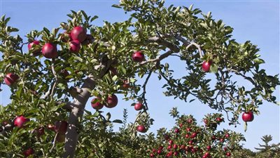 اليوم..انطلاق فعاليات تسليم الأشجار المثمرة لسكان مدينة 6 أكتوبر ضمن مبادرة “أكتوبر هتتخضر”