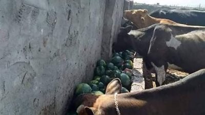 “أكلوها للمواشي والغنم”.. انخفاض أسعار الخضار والفاكهة تهدد المزارعين بالسجن (صور)