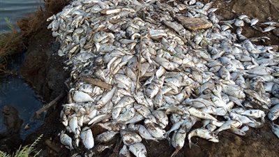 صيادو دمياط: “بيوتنا اتخربت.. من المسئول عن أزمة نفوق الأسماك في مثلث الديبة؟” (صور)