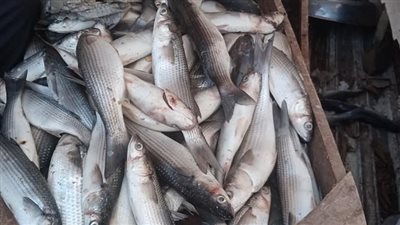 أسعار السمك اليوم الجمعة 13- 8 -2021