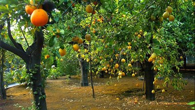 بسبب تقلبات الجو.. الزراعة تقدم 11 نصيحة فنية لمزارعي الموالح
