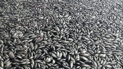 نفوق كميات كبيرة من الأسماك بفرع رشيد.. وحملات مكثفة على الأسواق لمنع بيعه للمواطنين بالبحيرة (صور)