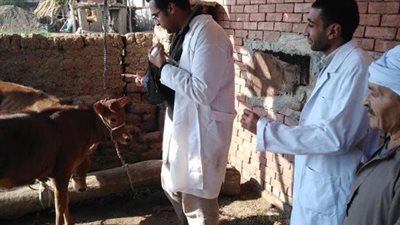 تحصين 250 ألف رأس ماشية ضد الحمى القلاعية بالمنوفية