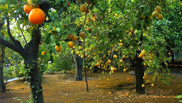 مزارع الموالح