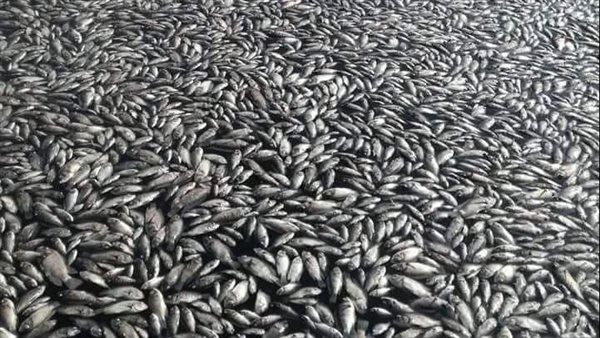 أسماك نافقة في نهر