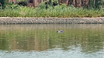 انتشال جثة مجهولة الهوية من مياه الرياح التوفيقي بالقليوبية