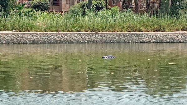 جثة شاب غريق