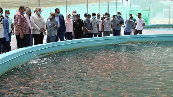 مفرخ الكيلو 21 بالإسكندرية