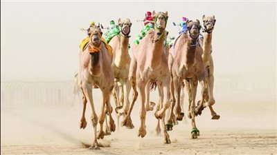 ينطلق اليوم مهرجان ولي عهد دبي للهجن بالمرموم