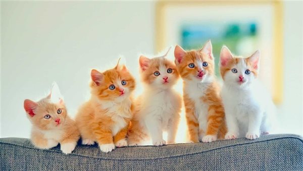 اليوم العالمي للقطط