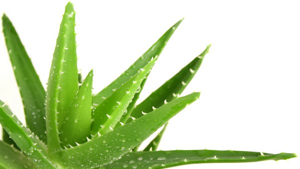 نبات الصبار 