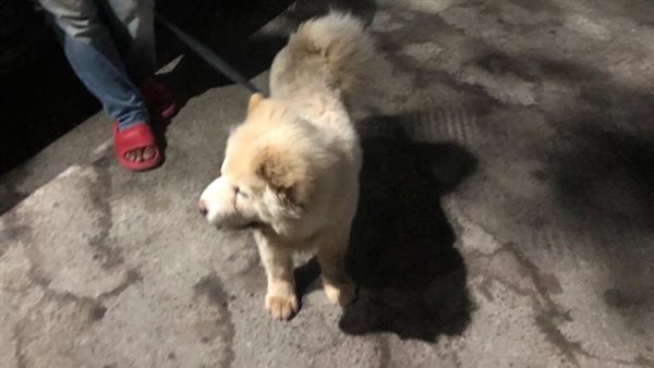 الكلب الناجي من الحريق