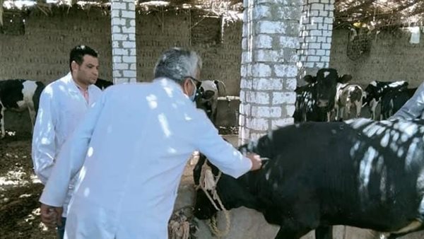 تحصين الماشية في