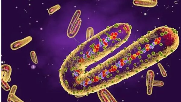  فيروس ماربورج