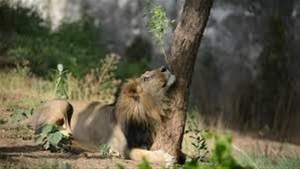 أسد-صورة أرشيفية