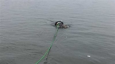 مصرع طفل غرقًا في إحدى ترع كفر الشيخ 