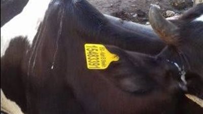 «بيطري البحيرة»: التأمين على 154 ألفًا و455 رأس ماشية