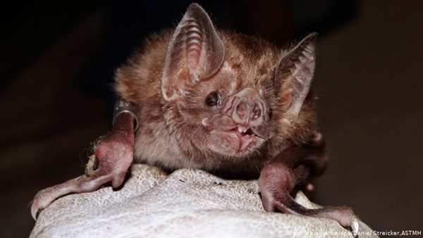 خفاش_ أرشيفية 