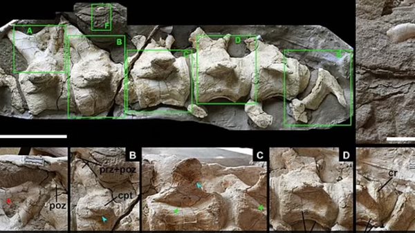 حفريات ديناصورات