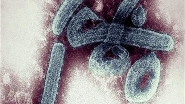 فيروس ماربورج