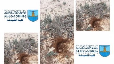 مجلة علمية عالمية تنشر بحثًا لفريق مصري عن استخدام فطر الترفاس مضادًا لالتهاب العين