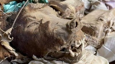 رأس حيوان وملابس داخلية.. العثور على 450 سحرًا بمقابر أخميم في سوهاج |صور