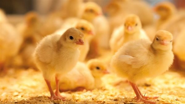 بيع الكتاكيت 